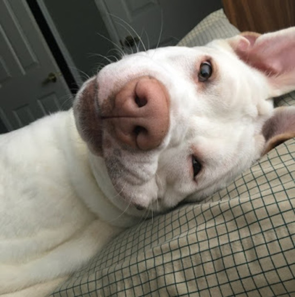 Meet your Posher, Platinum kush beauty - Picture 1 of 1